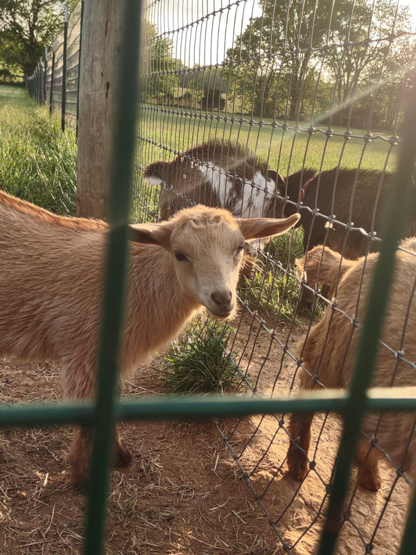 Missouri ScriptureFest - Farm goat